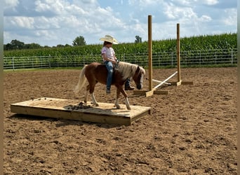 Miniatura americano, Caballo castrado, 7 años, Ruano alazán