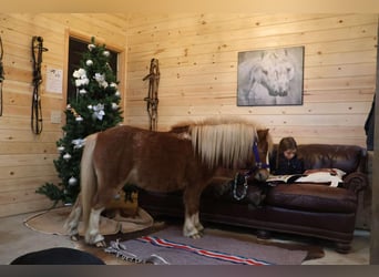 Miniatura americano, Caballo castrado, 7 años, Ruano alazán