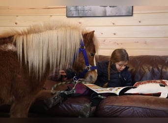 Miniatura americano, Caballo castrado, 7 años, Ruano alazán