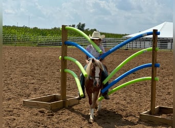 Miniatura americano, Caballo castrado, 7 años, Ruano alazán