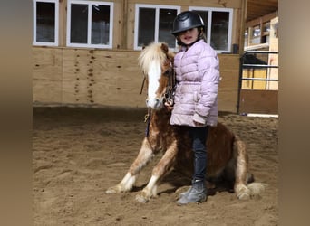 Miniatura americano, Caballo castrado, 8 años, Ruano alazán