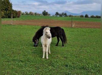 Miniatura americano, Semental, 1 año, 81 cm, Palomino