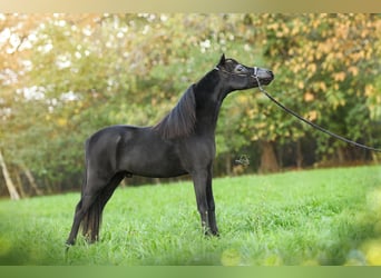 Miniatura americano, Semental, 1 año, 84 cm, Negro