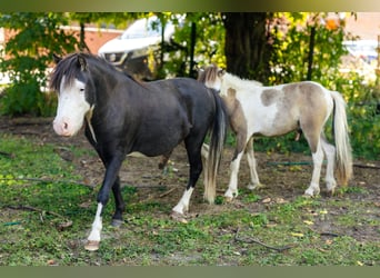 Miniatura americano, Semental, 4 años, 92 cm, Negro