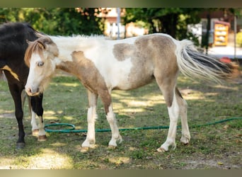 Miniatura americano, Semental, 4 años, 92 cm, Negro