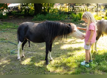 Miniatura americano, Semental, 4 años, 92 cm, Negro
