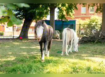Miniatura americano, Semental, 4 años, 92 cm, Negro