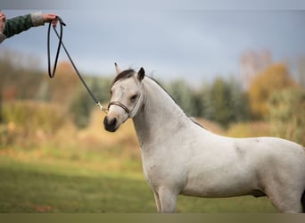 Miniatura americano, Semental, 5 años, 91 cm, Buckskin/Bayo