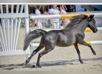 Miniatura americano, Semental, 9 años, 86 cm, Negro