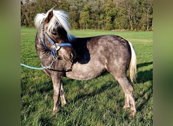 Miniatura americano, Yegua, 3 años, 86 cm