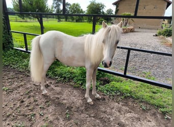 Miniatura americano, Yegua, 3 años, Palomino