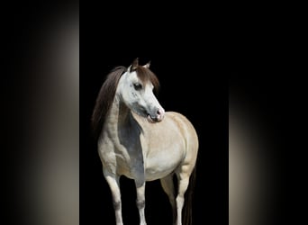 Miniatura americano, Yegua, 6 años, 85 cm, Tordo picazo