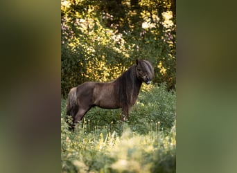 Mini Shetland Pony, Hengst, 12 Jahre, 77 cm, Dunkelfuchs