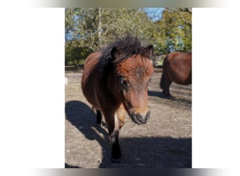 Minishetlandsponny, Hingst, Föl (04/2023), 77 cm, Brun