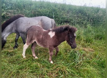 Minishetlandsponny, Hingst, Föl (05/2024), Pinto