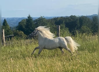 Minishetlandsponny, Valack, 4 år, 83 cm, Palomino