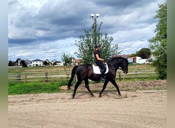 Minorchino, Castrone, 14 Anni, 155 cm, Morello