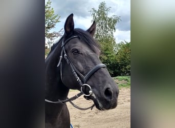 Minorchino, Castrone, 14 Anni, 155 cm, Morello