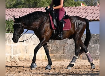 Minorchino, Castrone, 14 Anni, 159 cm, Morello