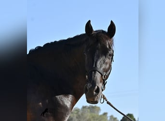 Minorchino, Castrone, 14 Anni, 159 cm, Morello