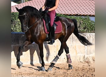 Minorchino, Castrone, 14 Anni, 159 cm, Morello