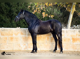 Minorchino, Castrone, 14 Anni, 160 cm, Morello