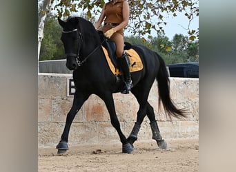 Minorchino, Castrone, 14 Anni, Morello