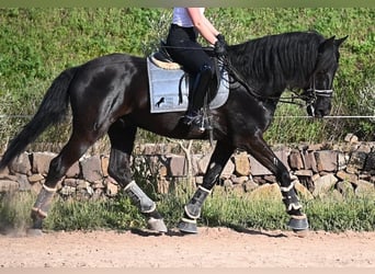Minorchino, Castrone, 17 Anni, 165 cm, Morello