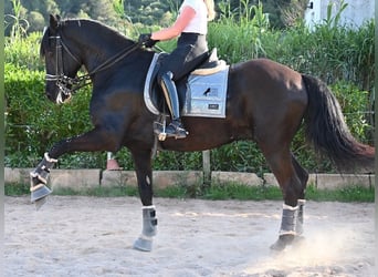 Minorchino, Castrone, 17 Anni, 165 cm, Morello