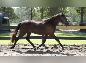Minorchino, Castrone, 3 Anni, 165 cm, Morello