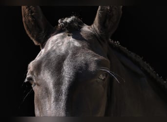 Minorchino, Castrone, 5 Anni, 170 cm, Morello