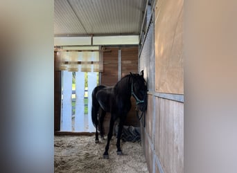 Minorchino, Castrone, 6 Anni, 153 cm, Morello