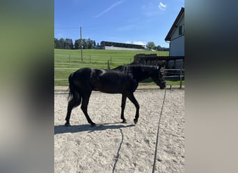 Minorchino, Castrone, 6 Anni, 153 cm, Morello