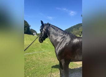 Minorchino, Castrone, 6 Anni, 153 cm, Morello