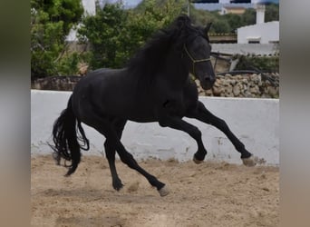 Minorchino, Castrone, 6 Anni, 153 cm, Morello