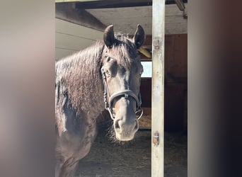 Minorchino, Castrone, 6 Anni, 153 cm, Morello