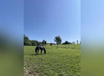 Minorchino, Castrone, 6 Anni, 153 cm, Morello