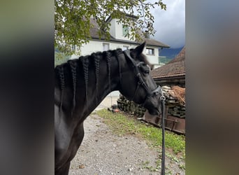 Minorchino, Castrone, 6 Anni, 153 cm, Morello