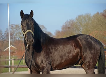 Minorchino, Castrone, 6 Anni, 163 cm, Morello