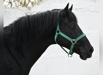 Minorchino, Castrone, 9 Anni, 159 cm, Morello
