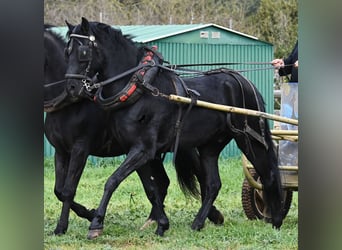 Minorchino, Castrone, 9 Anni, 159 cm, Morello