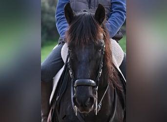 Minorchino, Castrone, 9 Anni, 165 cm, Morello