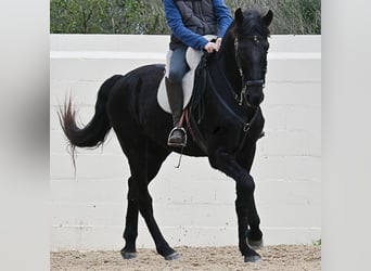 Minorchino, Castrone, 9 Anni, 165 cm, Morello