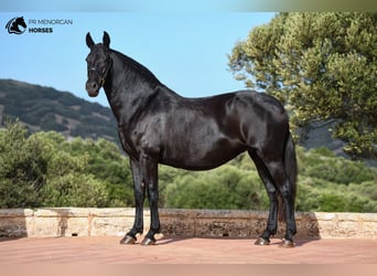 Minorchino, Giumenta, 10 Anni, 157 cm, Morello