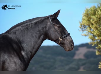 Minorchino, Giumenta, 10 Anni, 157 cm, Morello