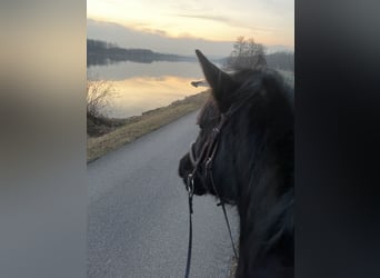 Minorchino, Giumenta, 10 Anni, 160 cm, Morello