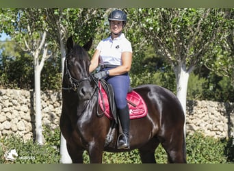 Minorchino, Giumenta, 11 Anni, 159 cm, Morello