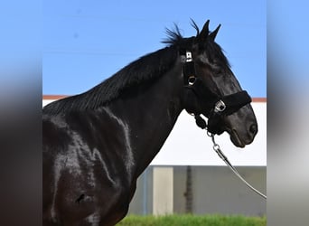 Minorchino, Giumenta, 12 Anni, 158 cm, Morello