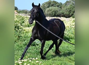 Minorchino, Giumenta, 17 Anni, 154 cm, Morello