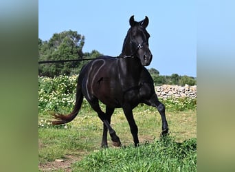 Minorchino, Giumenta, 17 Anni, 154 cm, Morello
